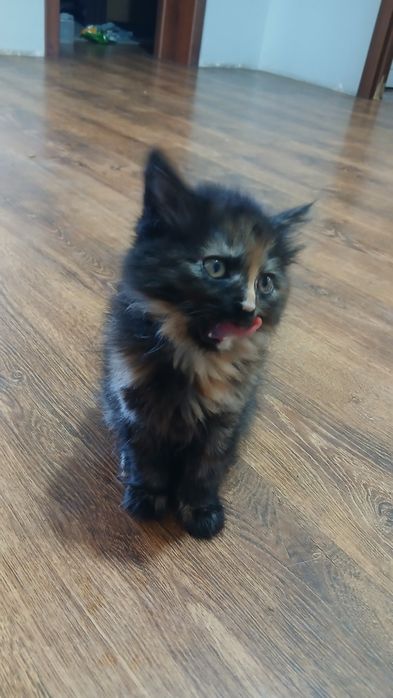 котята маленькие девочка и мальчик