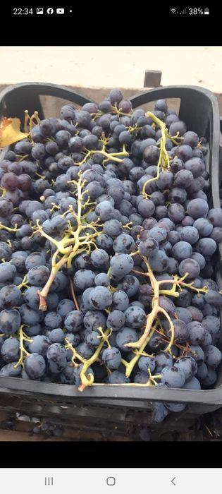Vand struguri pentru vin si must