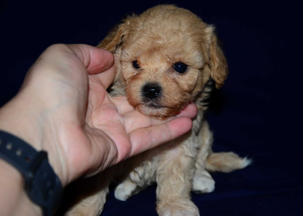 Мальтипу мини ! Maltipoo f1