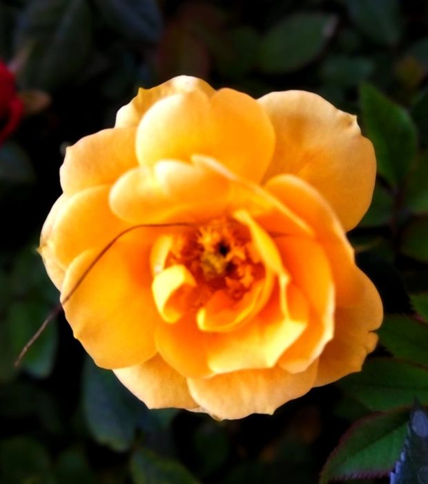 Цветы для дома от 500 и выше