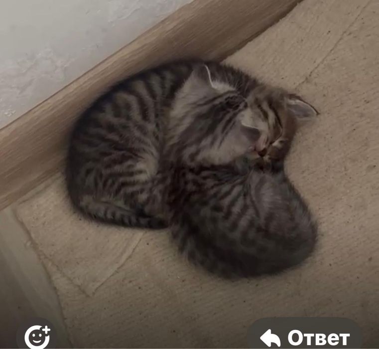 Котята-мальчики ищат дом. Остались без мамы