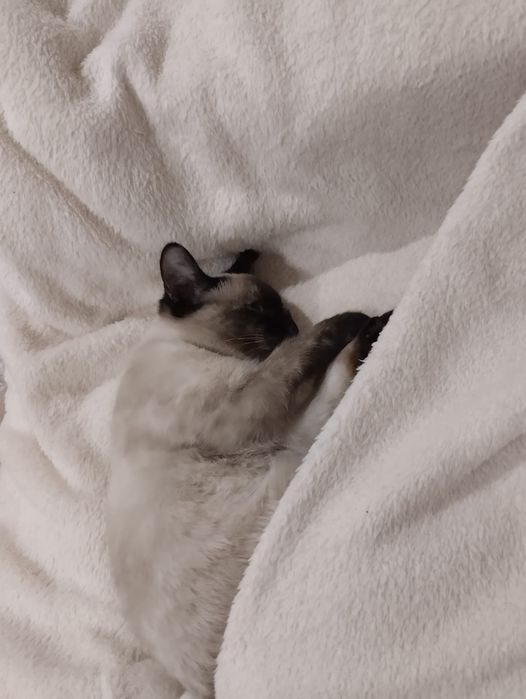 Ищем мужа для кошечки