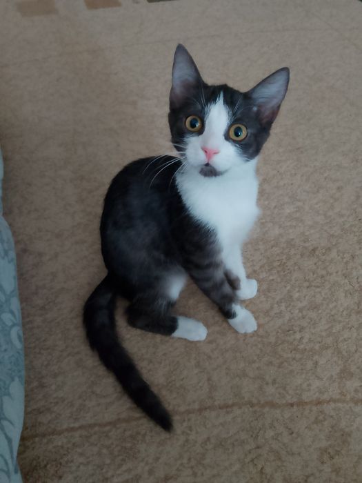 Котёнок игривый девочка