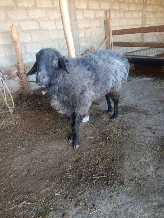 Туй ва маросимлар учун кучкорлар елтиб суйиб берамиз.