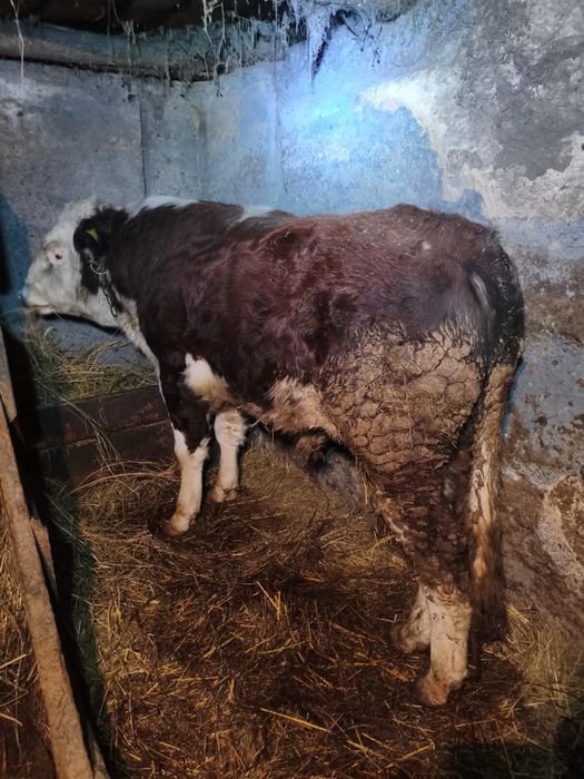 Бык на откорме.