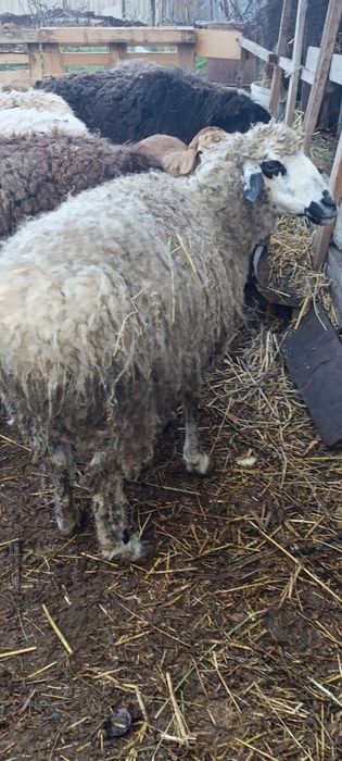 Матка монгольская с ягненкам