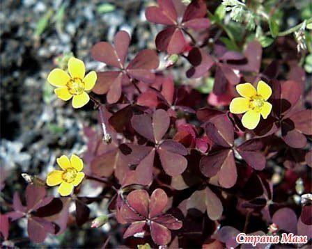 Продам растения с дачи