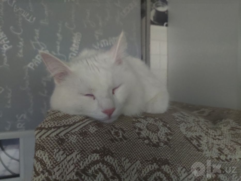 Angora yaxshi qollarga beriladi