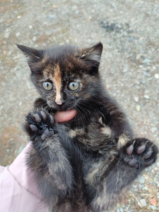 Котенок  бесплатный