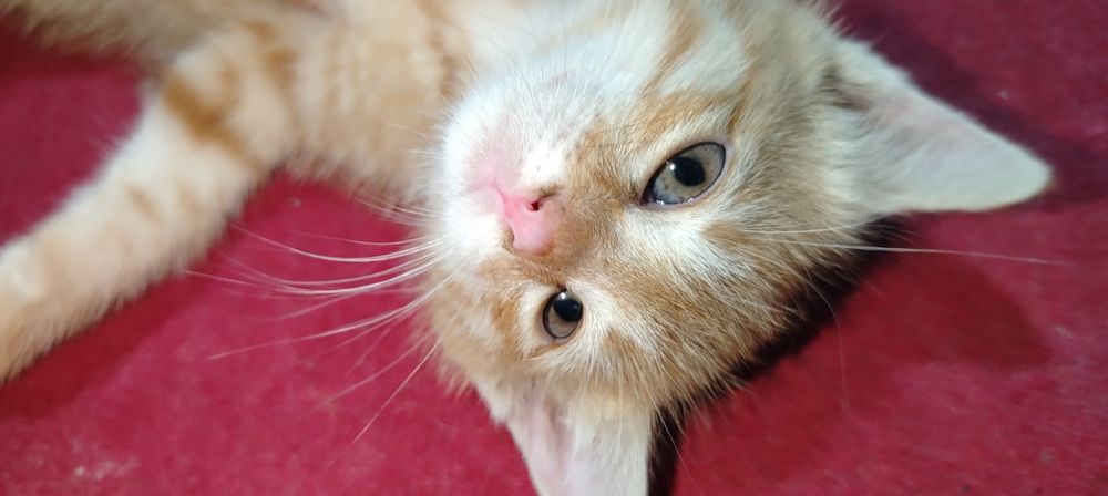Домашний котёнок мальчик