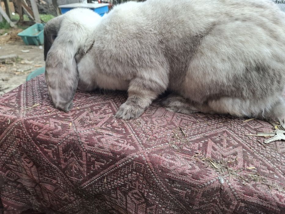 Петли и Кочовати зайциза разплод.Астралорп и Арауйана