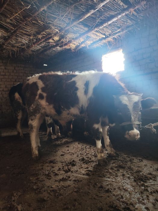 Бұқалар сатылады