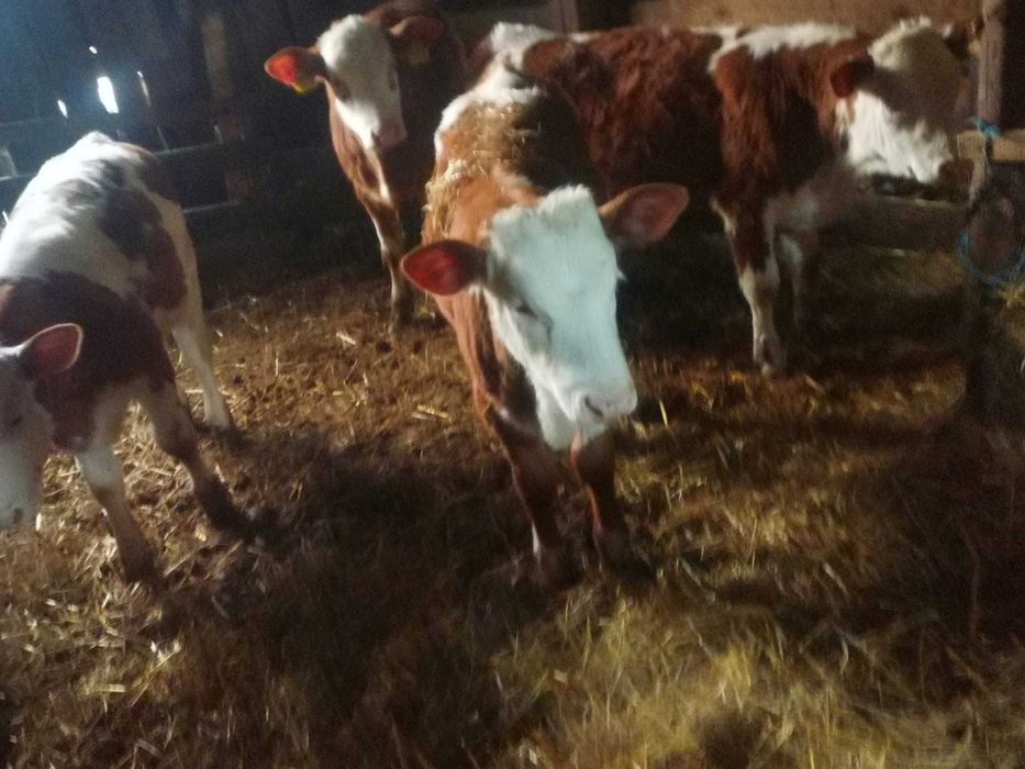 Vând vitei de diferite varste și o vacă gestantă