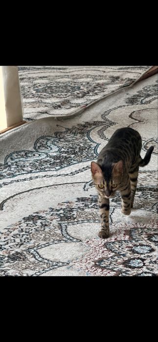 Bengal cat qiz bola