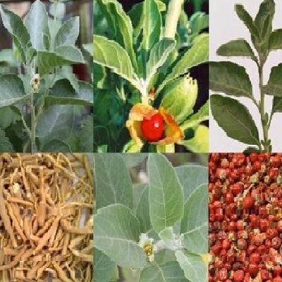 АШВАГАНДА  (индийский женьшень) саженцы