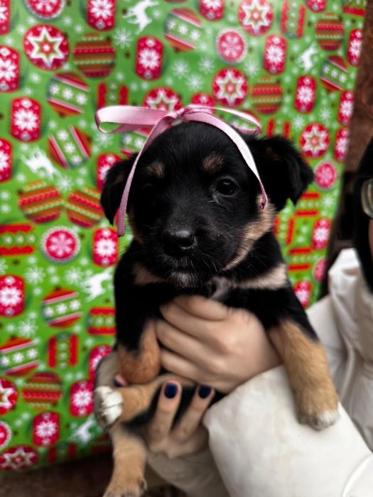 Щенки ищут свой дом