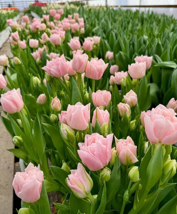 Свежие тюльпаны собственного производства