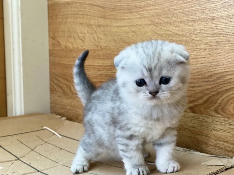 Чисто кровные котята