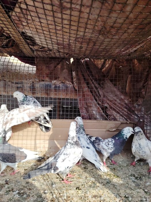 Сочи высоколётные игровые