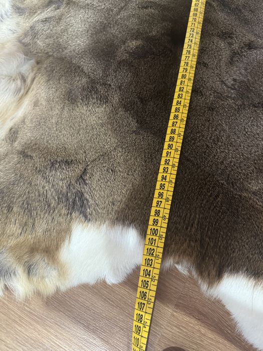 Trofeu Blana caprioara