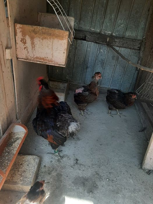 Vând  gaini araucana  pasari din matca