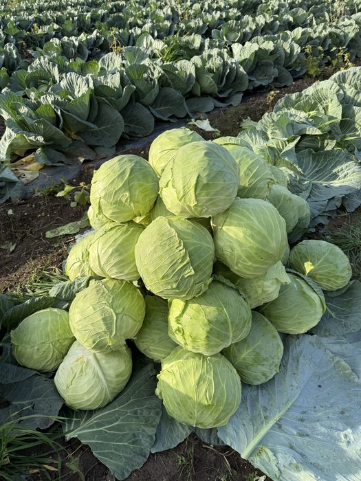 Зеле солт марлу