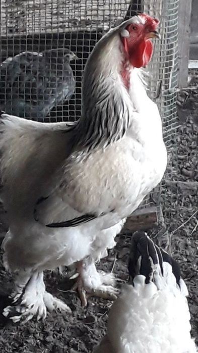 Продам цыплят брамы