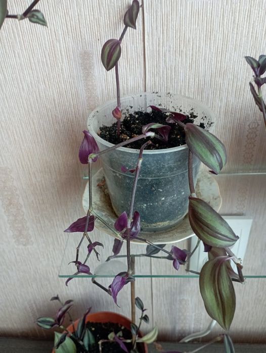 Продам традесканцию