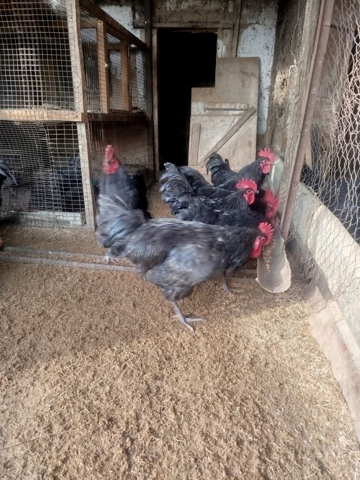 Петухи Астролопт