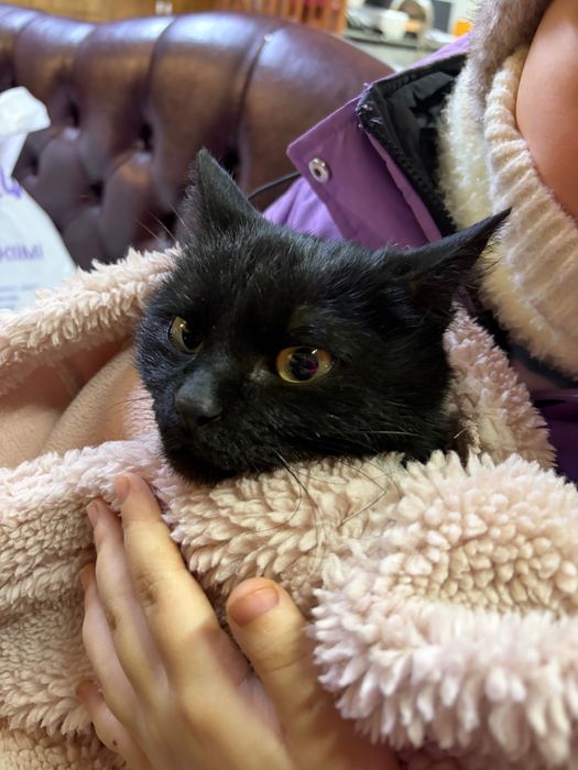 Отдам котенка в добрые руки.