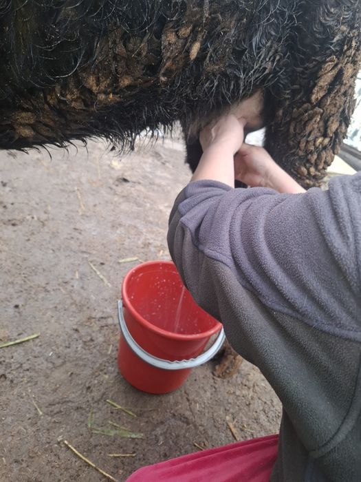 Еки бас бузаулы кашарлар