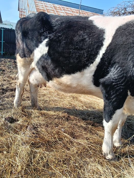 Vand vaca gestanta la 4 fatare