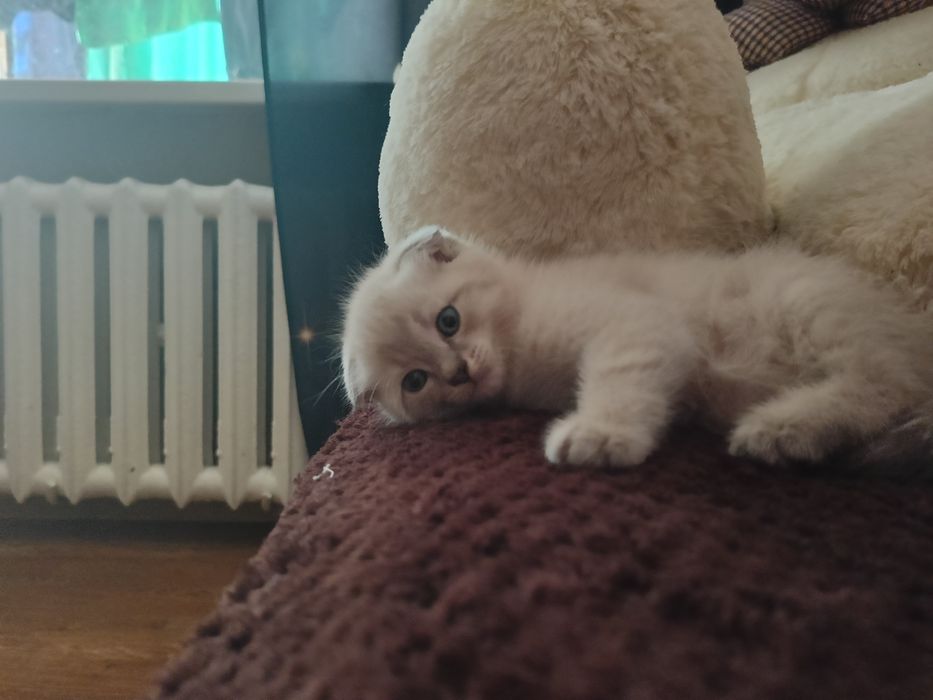 Котята. Девочка и мальчик.