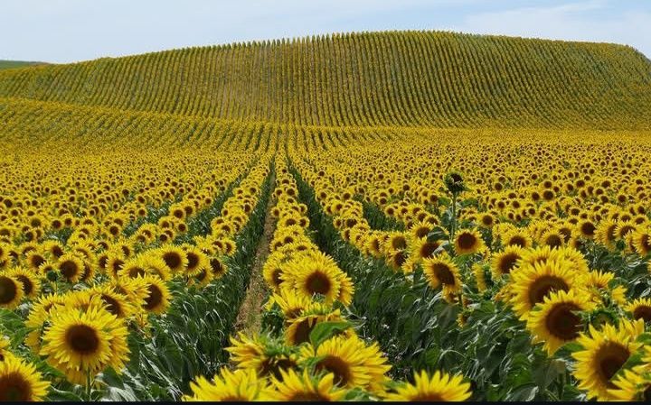 Продажа зерновых культур