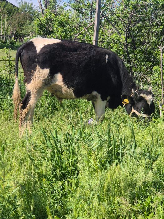 Буқа сатылады семіз