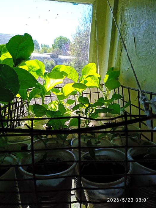 Продам домашнюю рассаду
