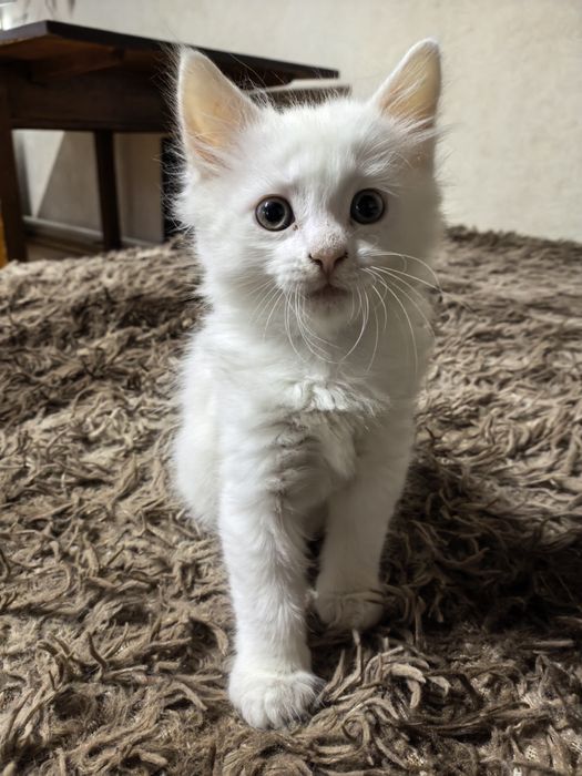 котенок девочка в добрые руки