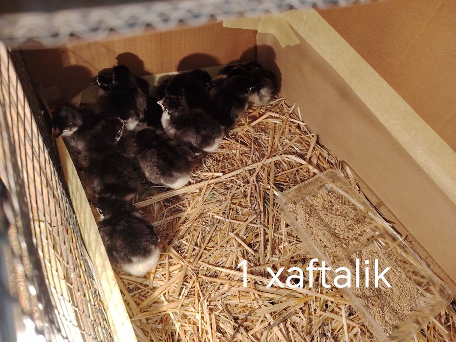 Kurk kurkala sotiladi 6 ta bor