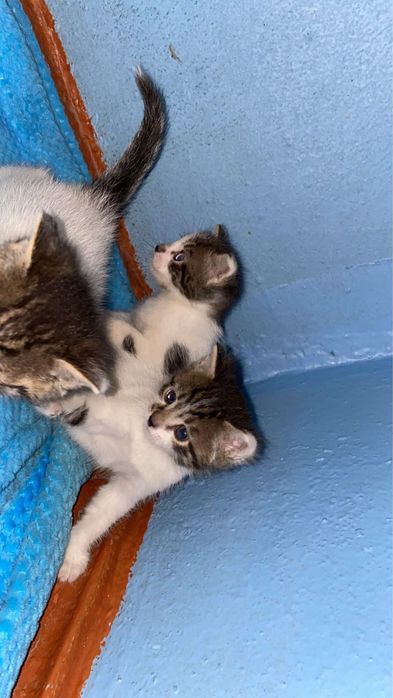 Котята мальчики