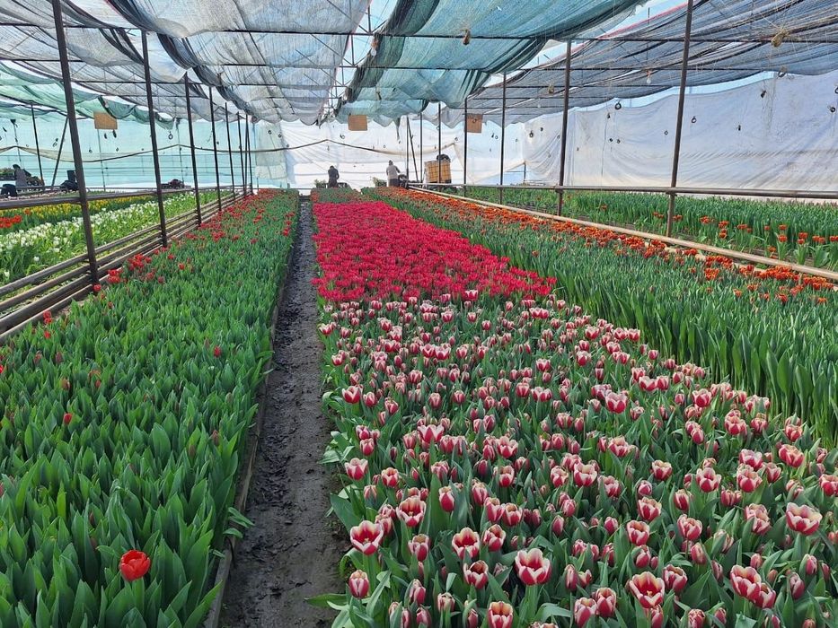 Голландские тюльпаны