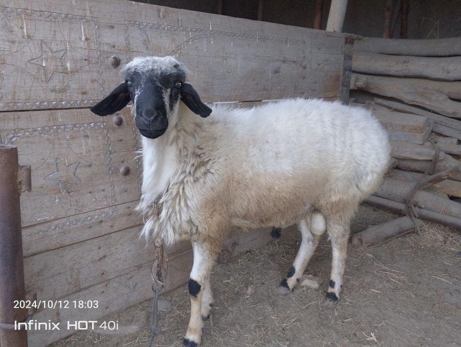 Oq qoʻchqor sotiladi