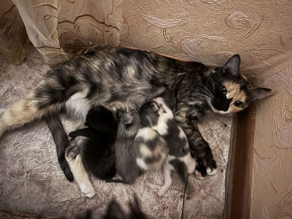 Одтам котят в добрые руки