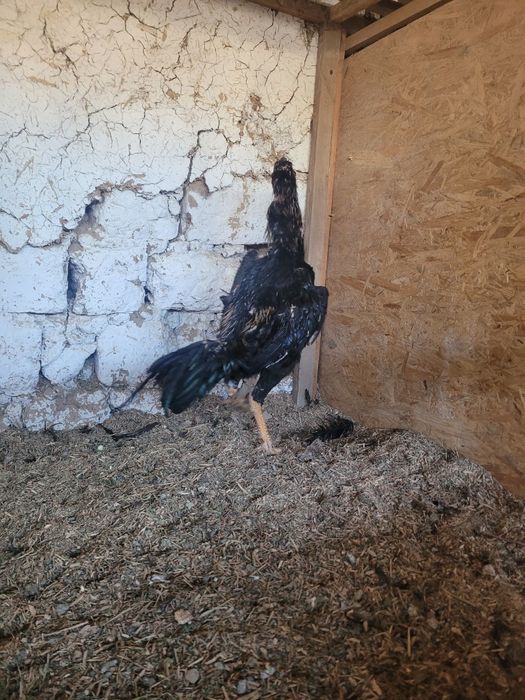 Brama xoroz va dakan xoroz