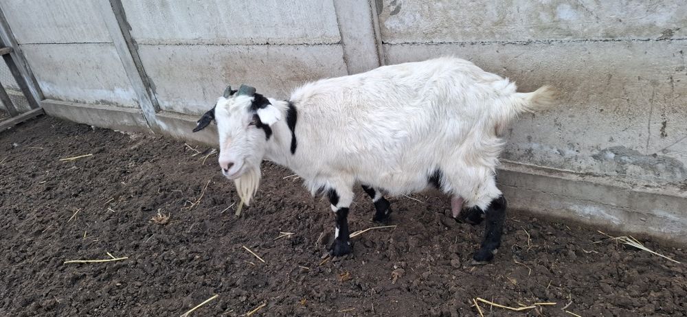 Vând capră de lapte