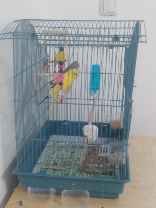 Продам попугаи мальчик и девочка