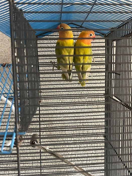 Pereche Papagali agapornis personata