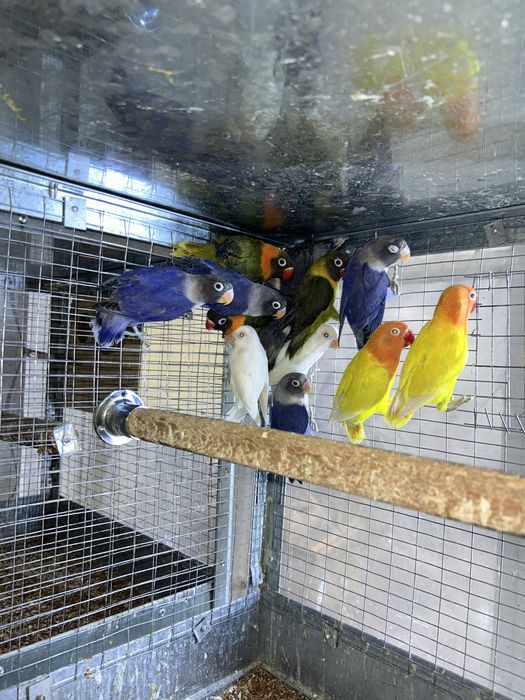 Продаетса разные попугайи волнистые Неразлучники цена разное