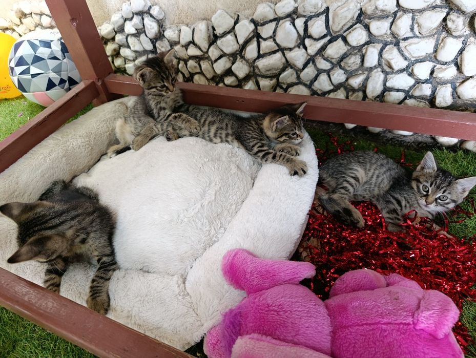 Подарявам малки котенца