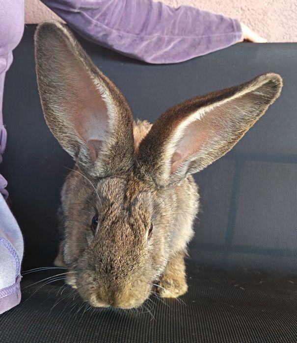 Iepuri Uriaș German