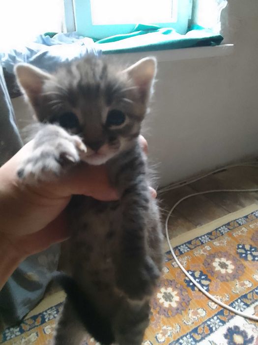 Отдам даром котят